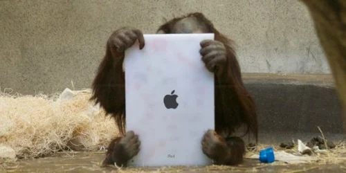 Urangutanii au început să folosească deja iPad-uri la grădinile zoo din SUA