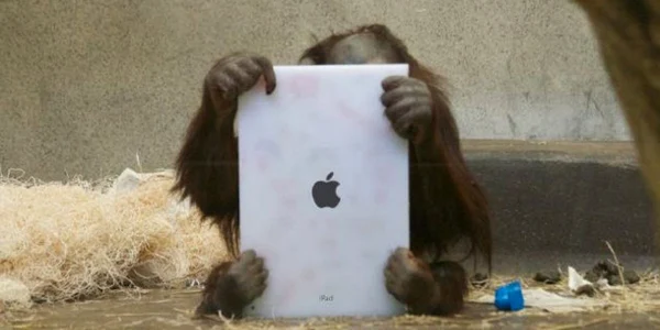 Urangutanii au început să folosească deja iPad-uri la grădinile zoo din SUA