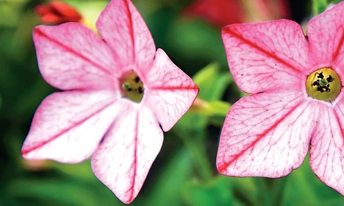 1 78928 original jpg jpeg