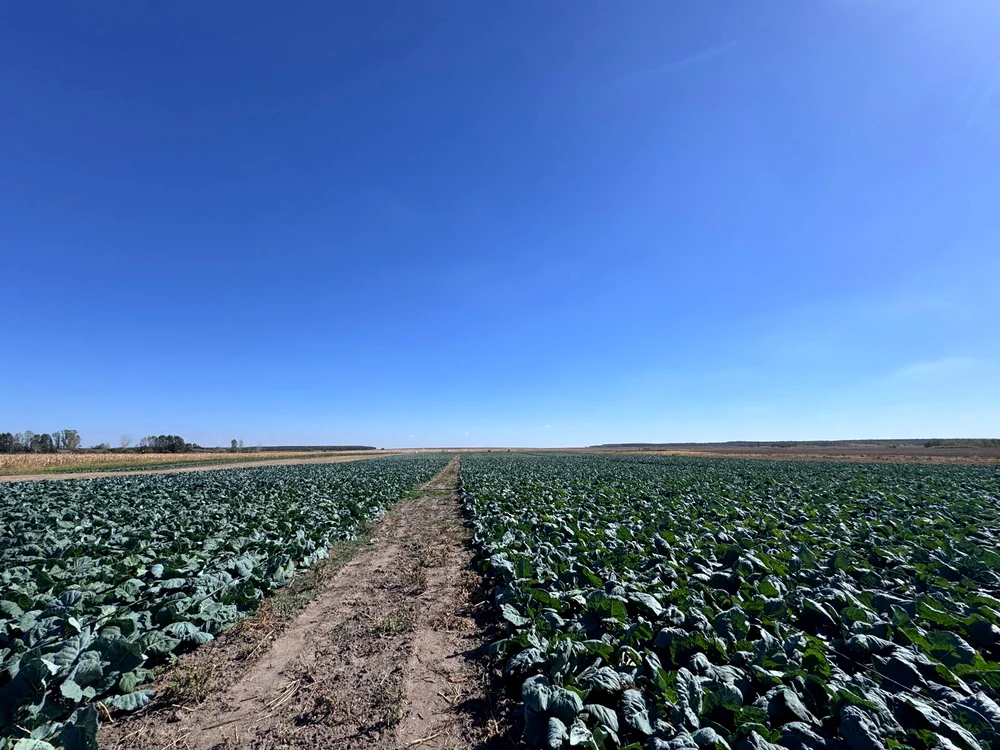 Ionuț Crăciun a  cultivat varza în mai multe etape  FOTO: arhiva personală