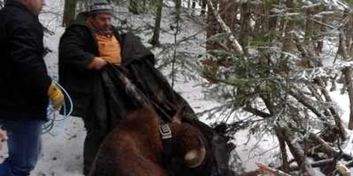 Zimbrii liberi sunt monitorizaţi cu ajutorul radicolarelor FOTO Parcul Natural Vânători Neamţ