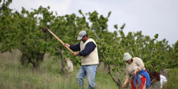 agricultura