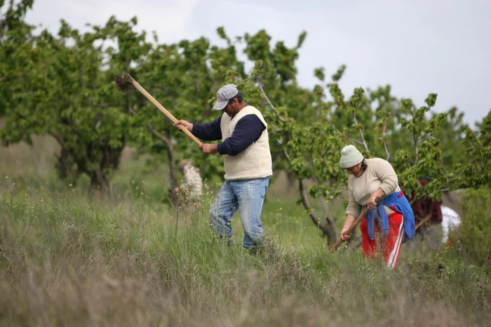 Vreo 20.000 de fermieri fac performanţă în România, dar la baza agriculturii se află ţăran despărţit de piaţă fie de intermediari, fie de stat FOTO Arhivă Adevărul