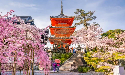 Japonia: Cel mai timpuriu vârf al sezonului florilor de cireș din ultimii 1 200 de ani | VIDEO jpeg