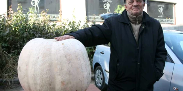 Constantin Grigoraş abia ţine leguma în braţe 