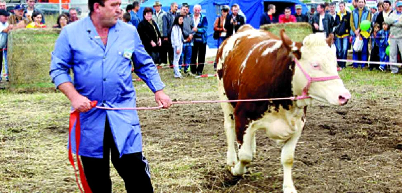 Arad: ORAŞUL PE SCURT / S-a răsturnat cu autoturismul