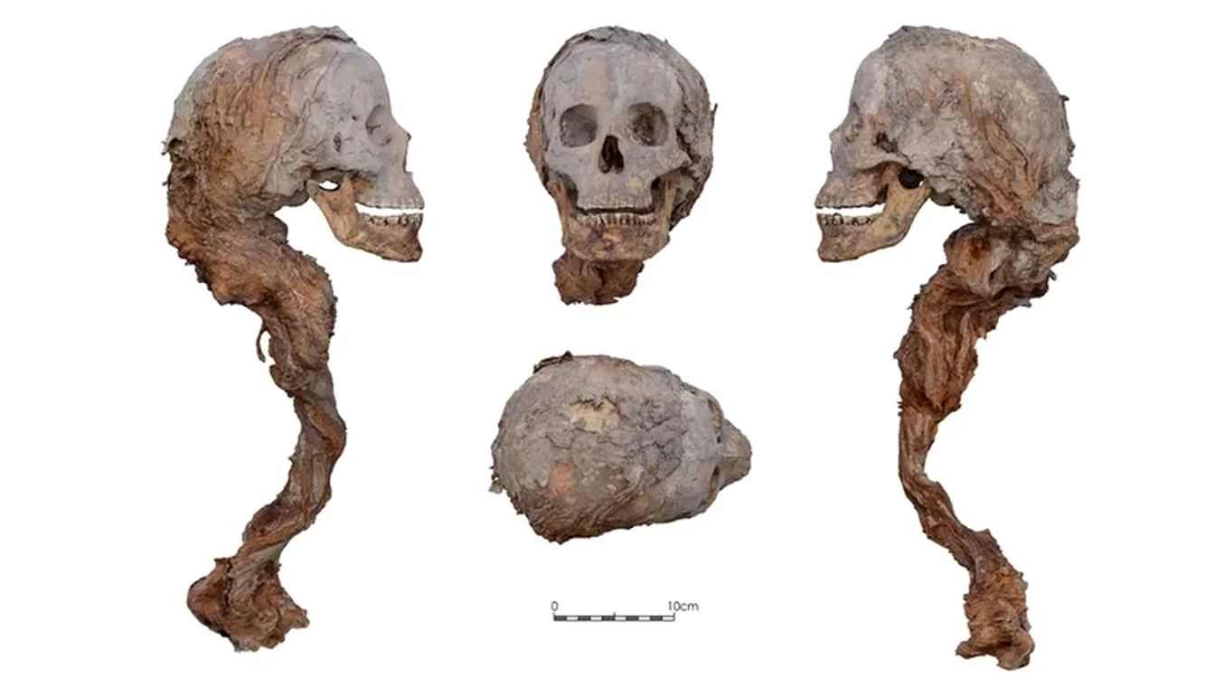 Un cap parțial mumificat al unei femei din secolul al XIV-lea (© Institut de Cultura de Barcelona)