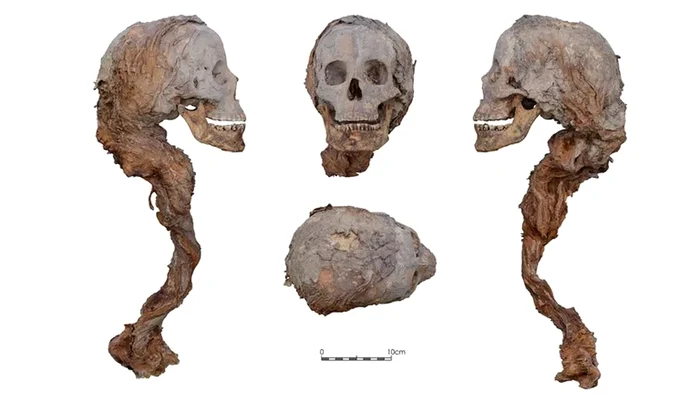 Un cap parțial mumificat al unei femei din secolul al XIV-lea (© Institut de Cultura de Barcelona)
