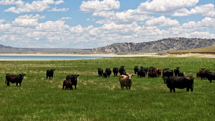 Ferma are 3.400 de vite (Foto: Profimedia)