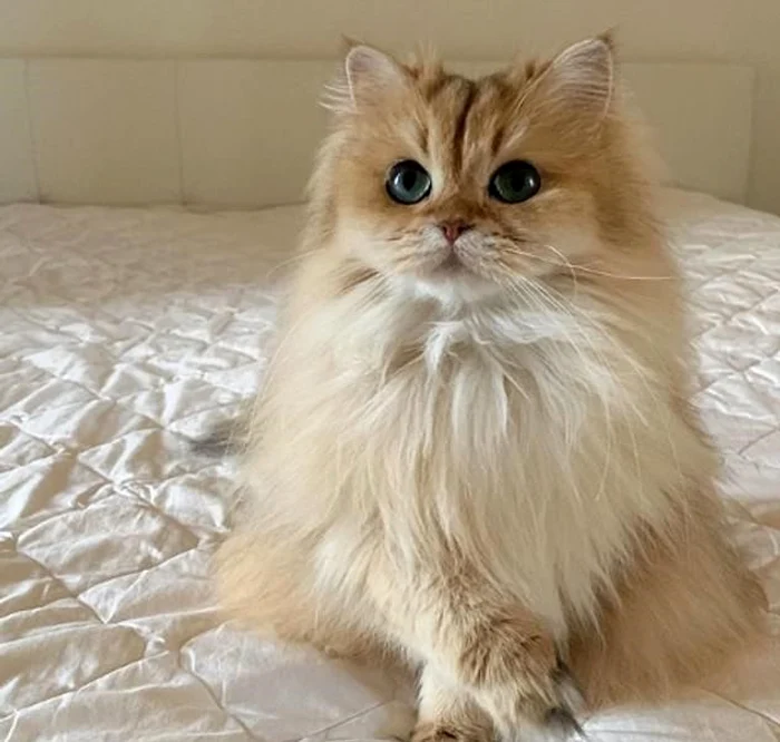 Pisica Smoothie miorlăie doar pe 10.000 de dolari