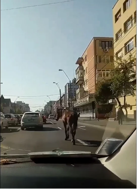Un cal se plimbă nestingherit printre maşini. FOTO: Arhivă personală