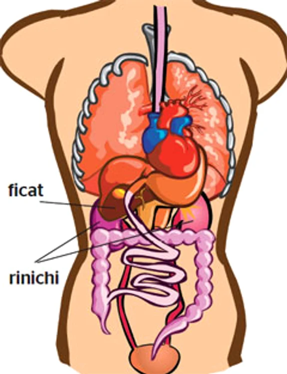 Ficat si rinichi