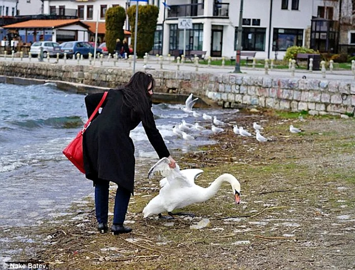 Femeia a tras pasărea afară din lac, de aripă