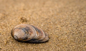 sand 3056888 1280 jpg