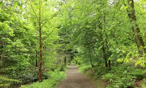 forest 5176376 1280 jpg