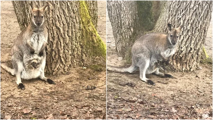 Puii de cangur nu au ieșit până acum din marsupiile mamelor Fotografii: Primăria Târgu Mureș