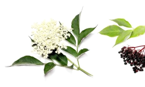 1 fructe soc jpg jpeg