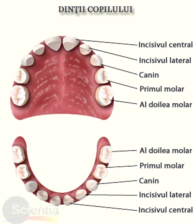 Câți dinți are un om: dinții copilului