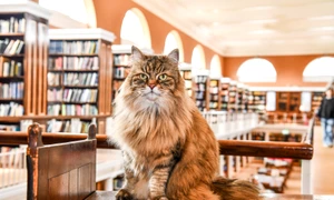 motan issy oxford profimedia (1) jpg