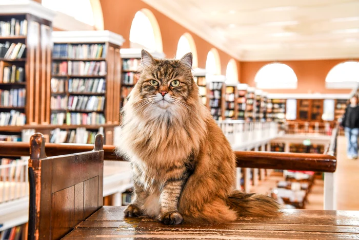 Motanul Issy „lucrează” la biblioteca Lady Margaret Hall (Foto: Profimedia)