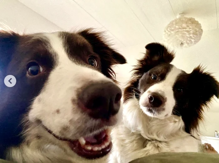 Cateii regali danezi PNG