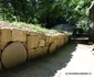 Saemizegetusa Regia  Foto Daniel Guță ADEVĂRUL (6) JPG