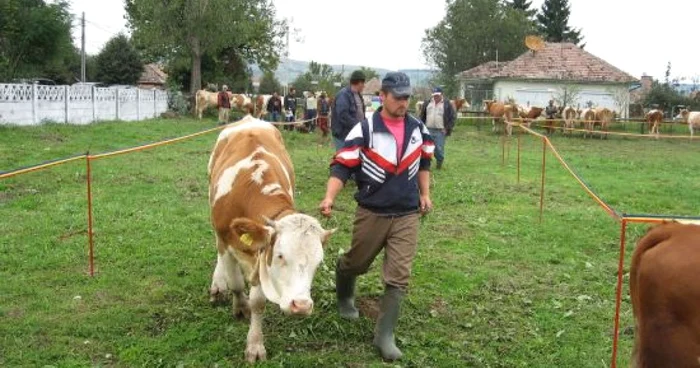 Crescatorii de bovine vor primi 371 de lei pe animal