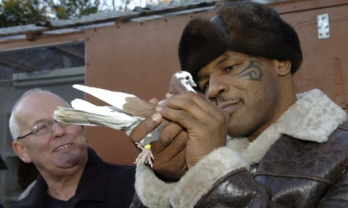 porumbei mike tyson jpeg