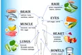 alimente organe jpg