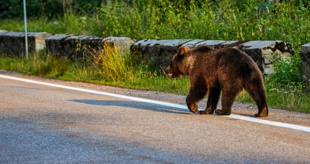 Urs văzut pe străzile din Ploieşti. A fost transmis un mesaj RO-ALERT | VIDEO