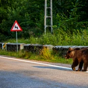 Urs in Romania FOTO Shutterstock