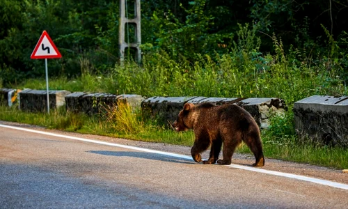 Urs in Romania FOTO Shutterstock