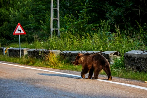 Urs pe străzile din România FOTO Shutterstock 