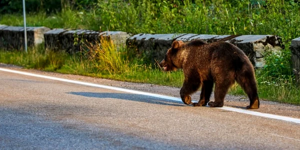 Urs in Romania FOTO Shutterstock