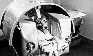 1 laika jpg jpeg