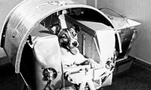 1 laika jpg jpeg