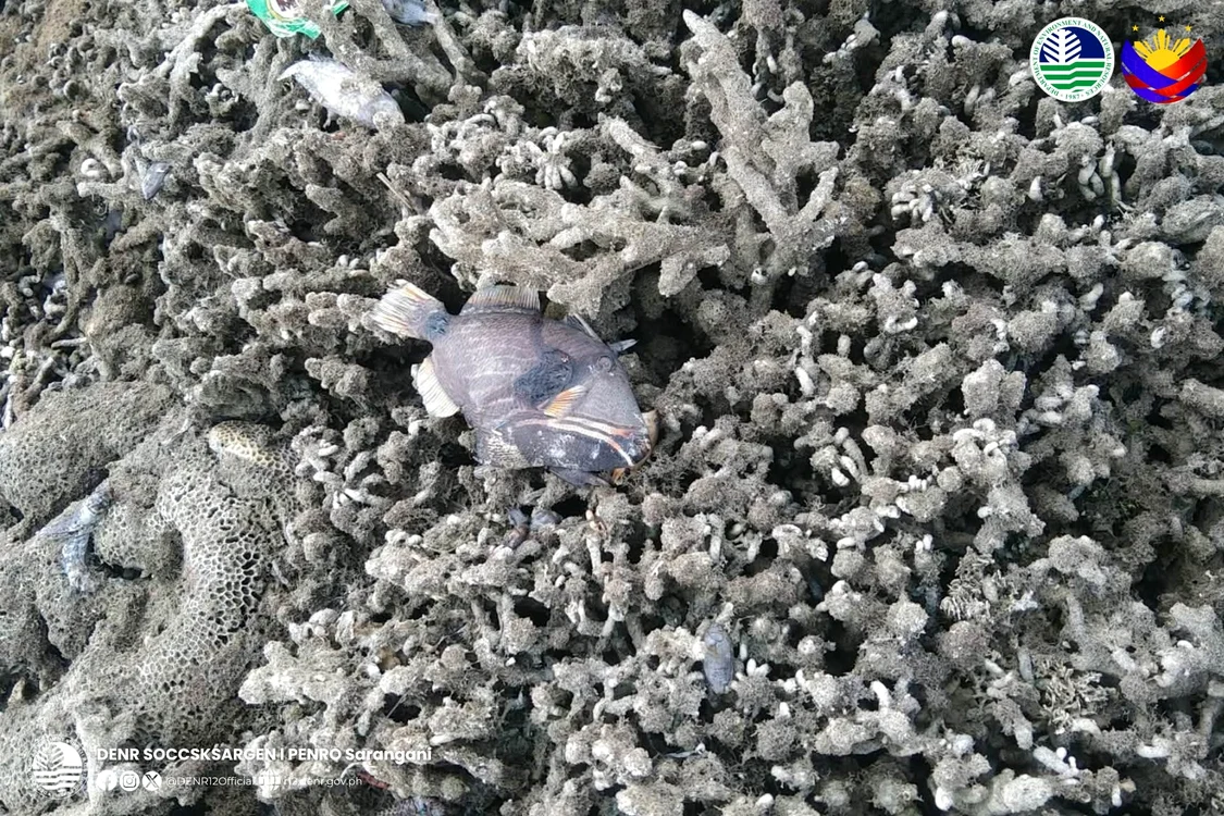 Cutremurul de7.8 din Filipine a ridicat fundul oceanului cu 2 metri.Foto: Facebook/DENR Soccsksargen