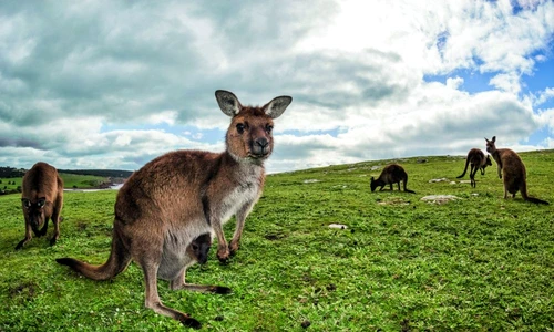 1 65980 original jpg jpeg