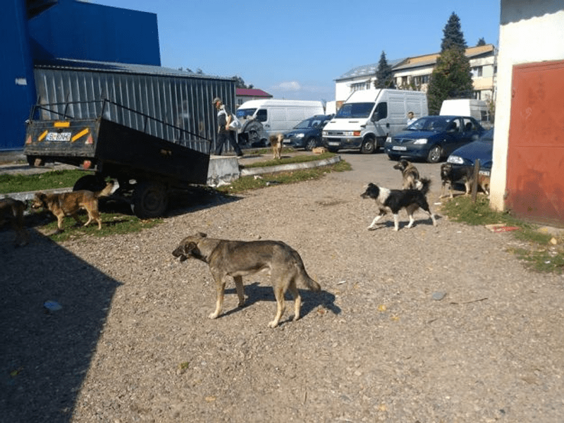 De ce rămâne nerezolvată problema maidanezilor. „ONG-urile nu pot steriliza cei 6 milioane de câini din România“ 
