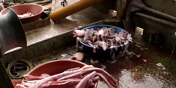 Rechin si calcan la bordul unui pescador