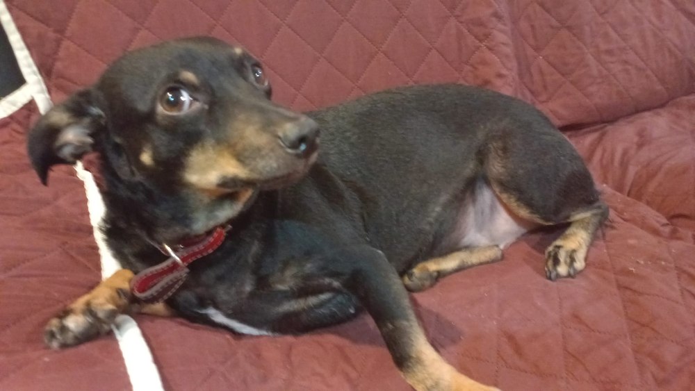 Animalele de companie, terorizate de pocnitori, petarde și artificii. Pot face infarct sau epilepsie 