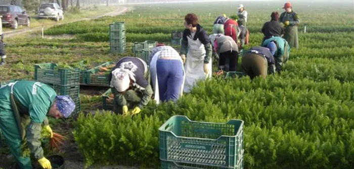 Italienii se revoltă împotriva românilor care emigrează în ţara lor FOTO Adevărul