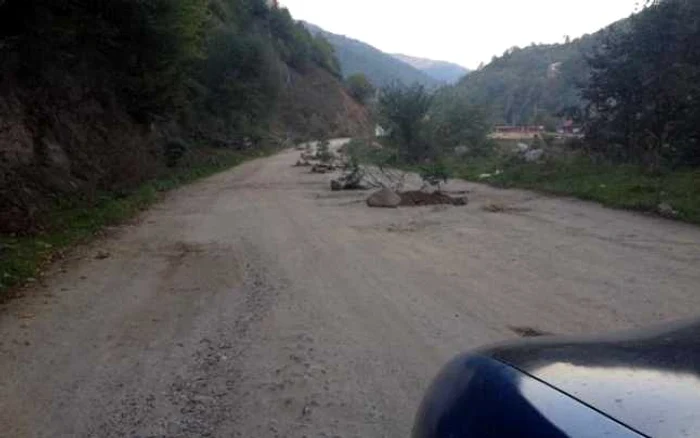 În mai multe gropi de pe drum au fost plantaţi brazi. FOTO: stiridecluj.ro