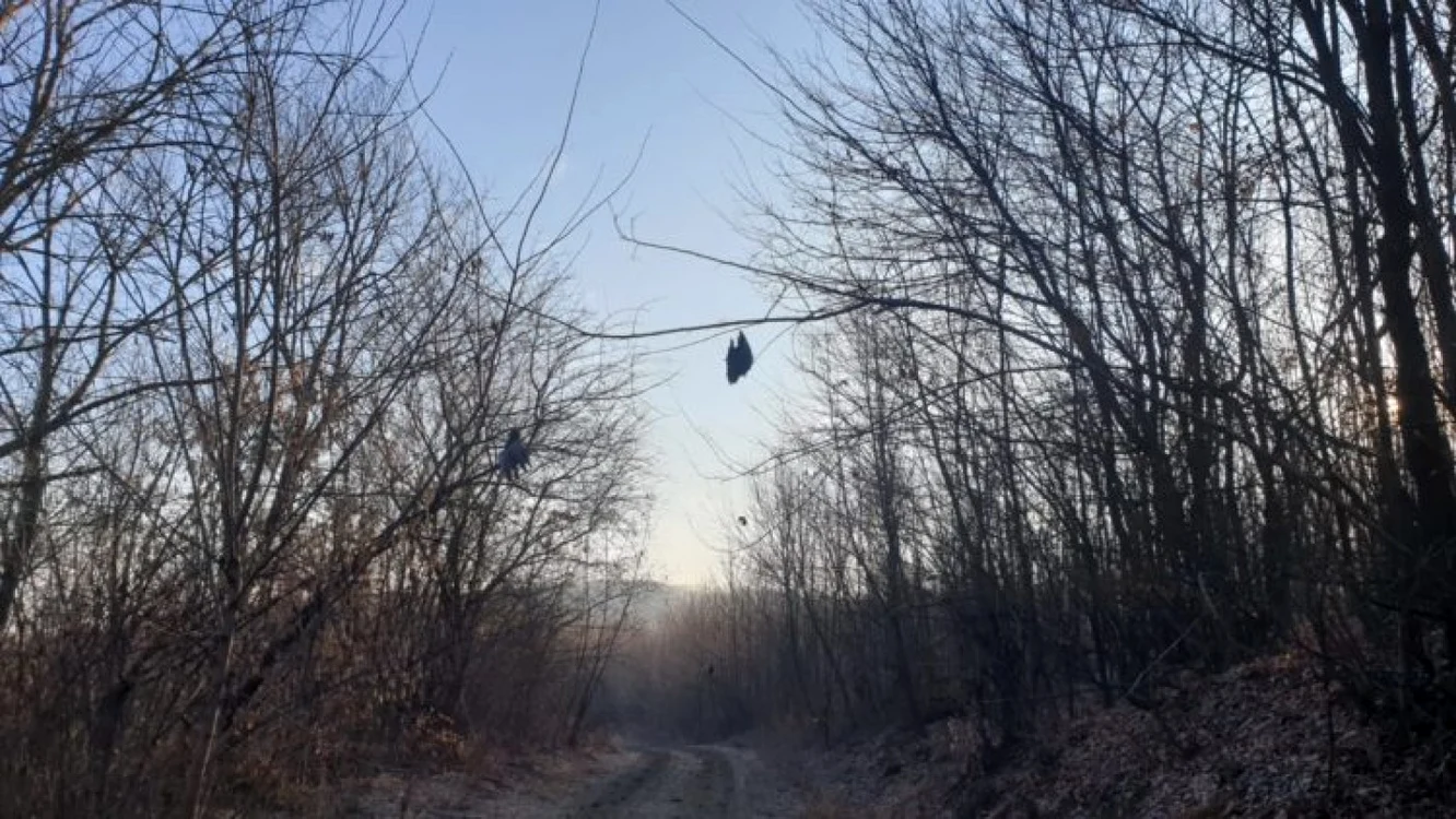 Păsări atârnate în copaci FOTO Monitorul de Botoşani