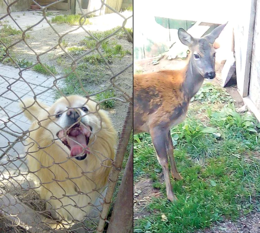 Căţelușa Foxy și  căprioara Sisi erau cei mai buni prieteni ai lui Vadim