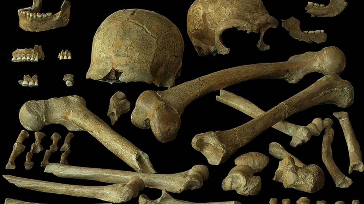 O nouă analiză a ADN-ului antic al neanderthalienilor din nord-vestul Europei dezvăluie că aceștia erau mai diverși din punct de vedere genetic decât se credea anterior, inclusiv indivizi din Peștera Spy din Belgia, în imagine (© P. Semal, Royal Belg