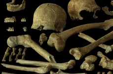 O analiză a ADN-ului neanderthalienilor din nord-vestul Europei dezvăluie diversitatea genetică a acestora, inclusiv a indivizilor din Peștera Spy din Belgia (© P. Semal, Royal Belgian Institute of Natural Sciences, CC-BY 4.0)