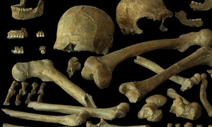 O analiză a ADN-ului neanderthalienilor din nord-vestul Europei dezvăluie diversitatea genetică a acestora, inclusiv a indivizilor din Peștera Spy din Belgia (© P. Semal, Royal Belgian Institute of Natural Sciences, CC-BY 4.0)
