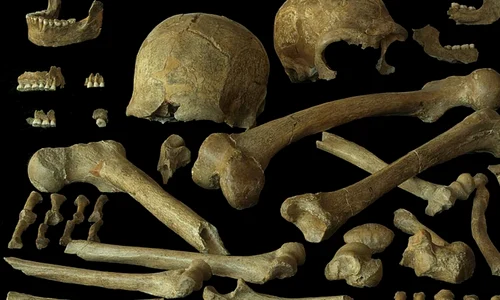 O analiză a ADN-ului neanderthalienilor din nord-vestul Europei dezvăluie diversitatea genetică a acestora, inclusiv a indivizilor din Peștera Spy din Belgia (© P. Semal, Royal Belgian Institute of Natural Sciences, CC-BY 4.0)