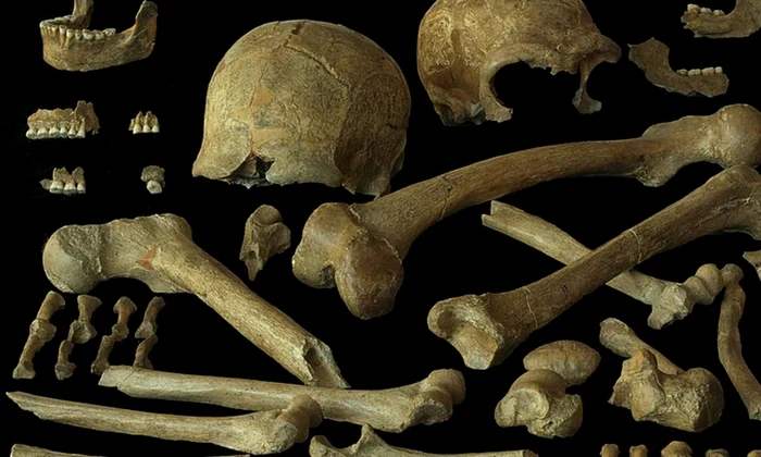 O analiză a ADN-ului neanderthalienilor din nord-vestul Europei dezvăluie diversitatea genetică a acestora, inclusiv a indivizilor din Peștera Spy din Belgia (© P. Semal, Royal Belgian Institute of Natural Sciences, CC-BY 4.0)